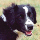 Ippian was adopted in January, 2003